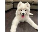 Samoyed Puppy for sale in Katy, TX, USA
