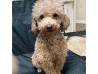 Poodle (Toy) Puppy for sale in Augusta, GA, USA
