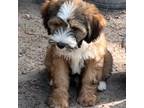 Tibetan Terrier Puppy for sale in Lake City, FL, USA