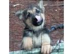 German Shepherd Dog Puppy for sale in Cameron, SC, USA