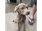 Silver lab pup