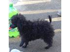 Poodle (Toy) Puppy for sale in Wilmington, OH, USA