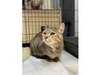 Sage, Domestic Shorthair For Adoption In Jackson, Wyoming