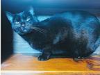 Manxie, Colorpoint Shorthair For Adoption In Joppa, Maryland
