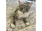 Freddy (napa Petco), Domestic Shorthair For Adoption In Napa, California