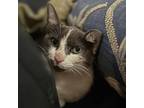 Tootie W, Domestic Shorthair For Adoption In Somerset, Kentucky