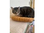 Charlotte, Domestic Shorthair For Adoption In Hudson, New York