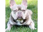 French Bulldog Puppy for sale in Kent, WA, USA