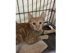 Turner, Domestic Shorthair For Adoption In South Padre Island, Texas