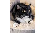 Ty, Domestic Longhair For Adoption In Joppa, Maryland