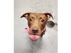Princess, American Pit Bull Terrier For Adoption In Lafayette, Indiana