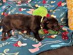 Rosita Venus Softest Puppy Ever, Cairn Terrier For Adoption In Marysville