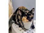 Millie, Calico For Adoption In Joppa, Maryland