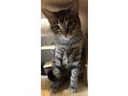 Et, Domestic Shorthair For Adoption In Blackwood, New Jersey