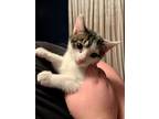 Mr. Bingley, Domestic Shorthair For Adoption In Knoxville, Tennessee