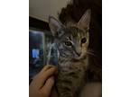 Laney, Domestic Shorthair For Adoption In Palm Springs, California