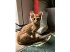 Maria, Domestic Shorthair For Adoption In Palm Springs, California