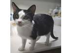 Tyson, Domestic Shorthair For Adoption In Somerset, Kentucky
