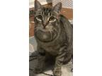 Lenovo, Domestic Shorthair For Adoption In Blackwood, New Jersey