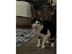 Molly Mama Cat, Domestic Shorthair For Adoption In Palm Springs, California