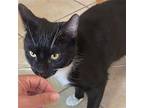 Whiskers (christina), Domestic Shorthair For Adoption In Napa, California
