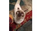 Clarence, Siamese For Adoption In Palm Springs, California