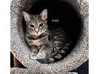 Lucy, Domestic Shorthair For Adoption In Virginia Beach, Virginia