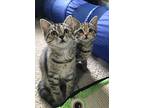 Trixie & Pixie, Domestic Shorthair For Adoption In Monroe, North Carolina