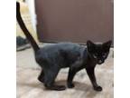 Nisha, Domestic Shorthair For Adoption In Somerset, Kentucky