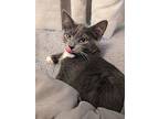 Kitty Phillip, Domestic Shorthair For Adoption In Joppa, Maryland