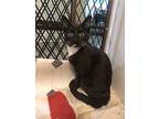 Meteor Mercutio (gd), Domestic Shorthair For Adoption In Napa, California