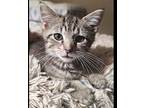 Leander, Domestic Shorthair For Adoption In Somerset, Kentucky