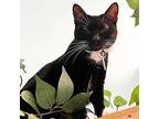 Virgil, Domestic Shorthair For Adoption In Virginia Beach, Virginia