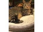 Clove, Domestic Shorthair For Adoption In Joppa, Maryland