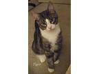 Tiger, Domestic Shorthair For Adoption In Turnersville, New Jersey