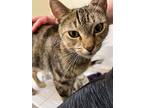 Hope, Domestic Shorthair For Adoption In Joppa, Maryland