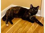 Chelsea, Domestic Shorthair For Adoption In Turnersville, New Jersey