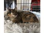 Molly, Domestic Shorthair For Adoption In Virginia Beach, Virginia