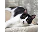 Quint, Domestic Shorthair For Adoption In Virginia Beach, Virginia