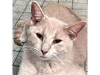 Mars, Domestic Shorthair For Adoption In Somerset, Kentucky