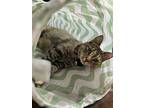 Kanga, Domestic Shorthair For Adoption In Devon, Pennsylvania