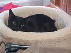 Apollo, American Shorthair For Adoption In Joppa, Maryland