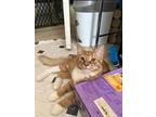 Benjamin J. Benvolio (gd), Domestic Shorthair For Adoption In Napa, California