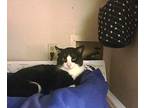 Happy T, Domestic Shorthair For Adoption In Somerset, Kentucky