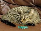 Dappa, Domestic Shorthair For Adoption In Virginia Beach, Virginia