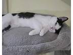 Mr Fish, Domestic Shorthair For Adoption In Virginia Beach, Virginia