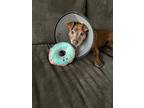 Hershey, Patterdale Terrier (fell Terrier) For Adoption In Beverly Hills
