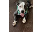 Taffy, American Pit Bull Terrier For Adoption In Byron, Georgia