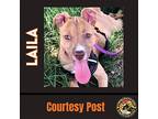 Laila #2, Labrador Retriever For Adoption In Chandler, Arizona