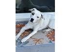 Lexi #5, American Staffordshire Terrier For Adoption In Chandler, Arizona